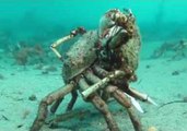 Crabs Show Off Their Tango Dance Moves