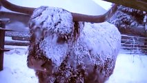 Scottish Highland cow in the Snow