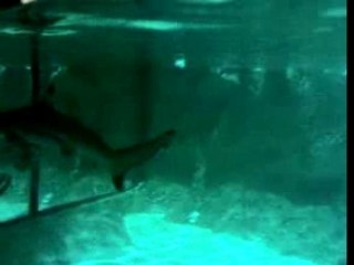 Requin et autres poissons de mer en captivité