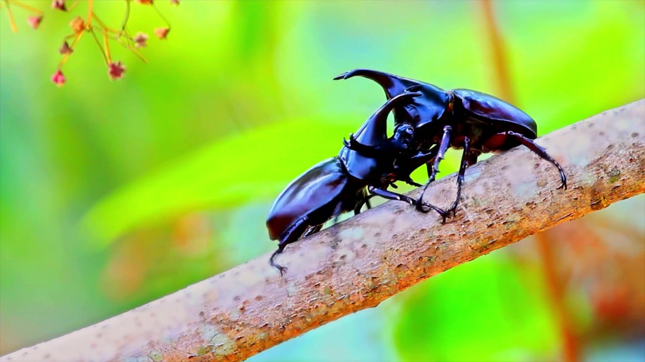 Strange Creatures Series 1 04of13 Creepy Crawlers