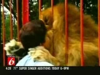 Lion Hugging And Kissing A Human