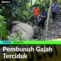 #1MENIT | Pembunuh Gajah Terciduk