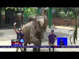 Ini dia Bayi Gajah Berusia Satu Tahun Hasil Dari Konservasi Gajah Sumatra-NET12