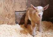 Newborn Goat Makes Friends With Farm Kittens