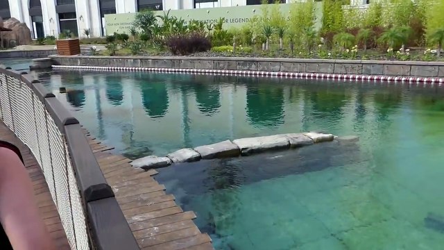 On Attrappe des DAUPHINS dans la PISCINE