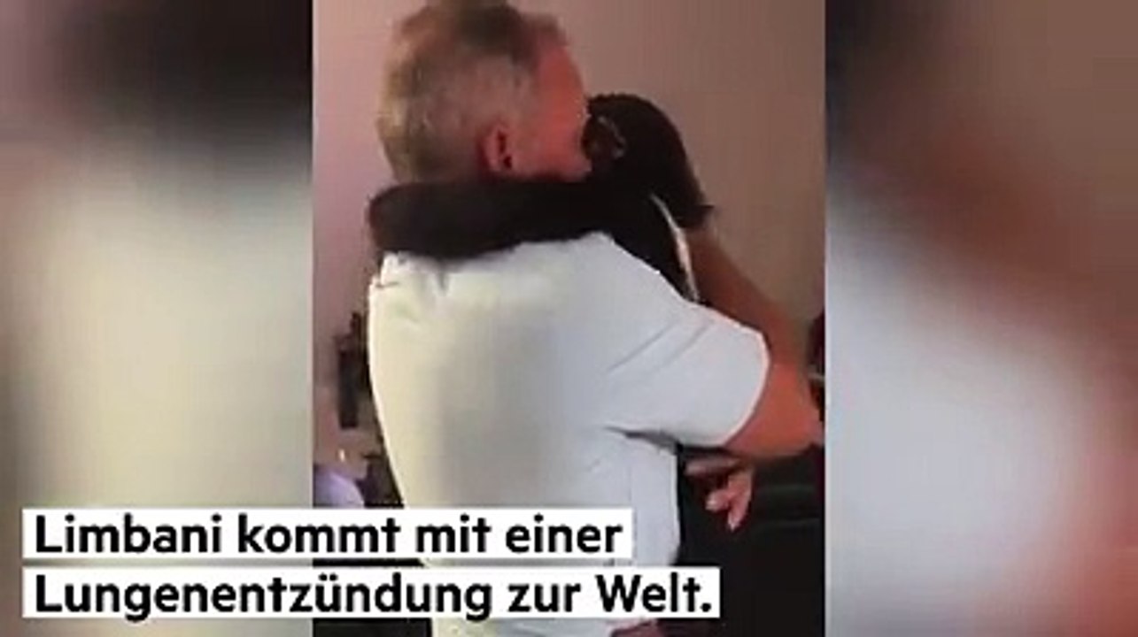 Der junge schimpanse limbani aus der zoological wildlife foundation trifft die menschen wieder, die ihn aufgezogen und ihm das leben gerettet haben. und uns sch