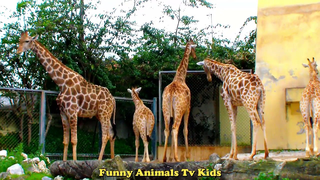 GIRAFAS Bisonte Tartaruga - Giraffes Bison Turtle - Funny Animals TV KIDS