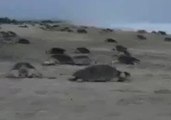 Thousands of Turtles Come Ashore in Oaxaca, Mexico