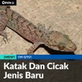 #1MENIT |  Katak Dan Cicak Jenis Baru