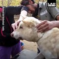 We need more heroes like these in the world! Animal Aid Unlimited