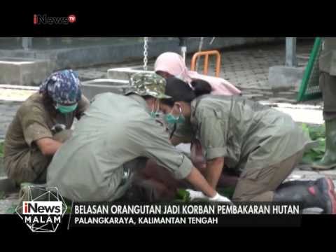 Belasan Orang Utan jadi korban pembakaran Hutan - iNews Malam 18/02