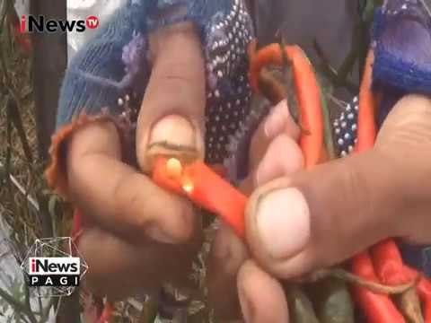 Tingginya Curah Hujan, Petani Cabai di Banjarnegara Gagal Panen - iNews Pagi 21/02