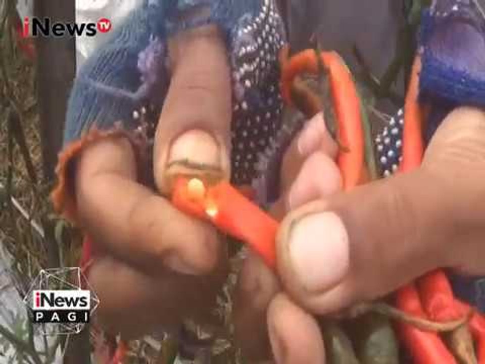 Tingginya Curah Hujan, Petani Cabai di Banjarnegara Gagal Panen - iNews Pagi 21/02