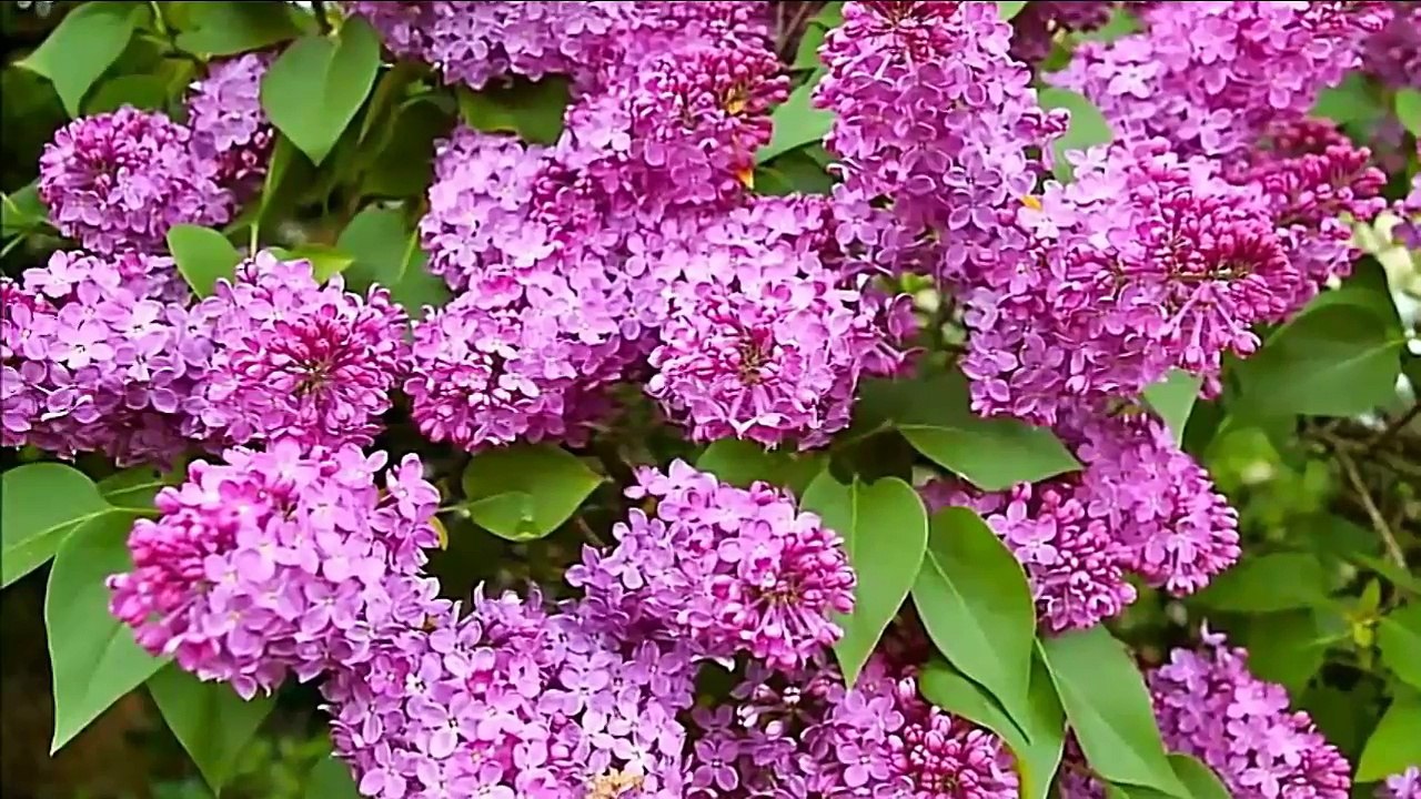 "L’intelligence des plantes - Quand la science rencontre la conscience" - Partie 2 de 3 - par YellowGirl