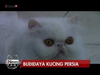 Asiknya memiliki hobi budidaya kucing Persia - iNews Pagi 03/03