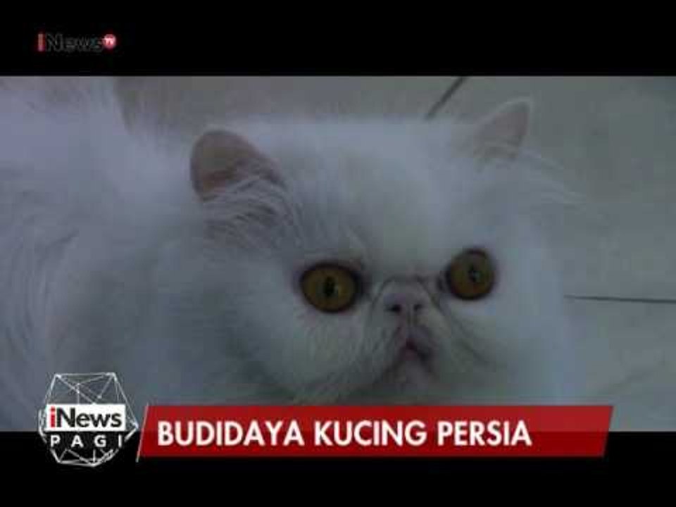 Asiknya memiliki hobi budidaya kucing Persia - iNews Pagi 03/03
