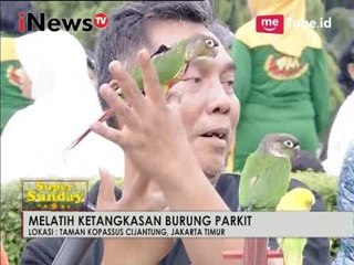 Melatih ketangkasan burung Parkit Part 04 - Super Sunday 19/03