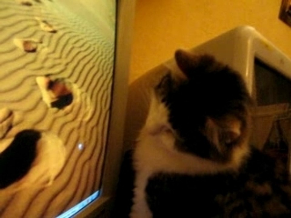 Le chat et la Souris (suite...)