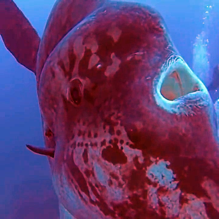 A la découverte du mola mola !