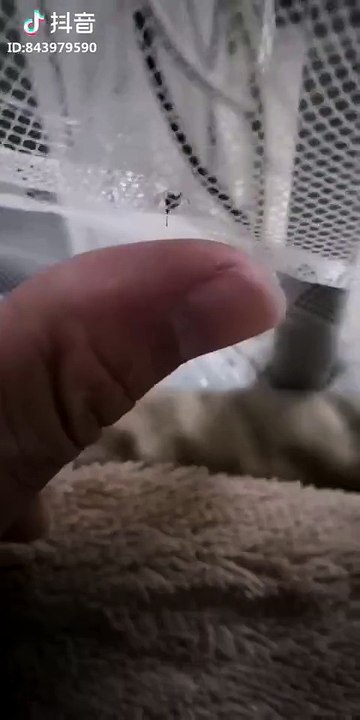 Troller un moustique