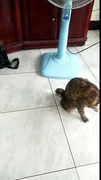 Un chat percuté par une voiture