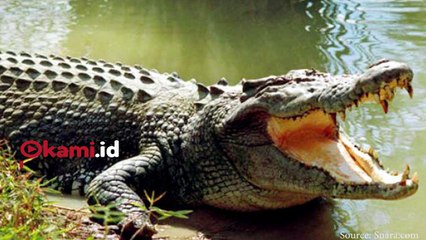 Demi Selamatkan Nyawa Anaknya, Ibu Ini Bertarung Melawan Buaya
