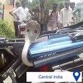 This cobra has hijacked a man’s motorbike 
