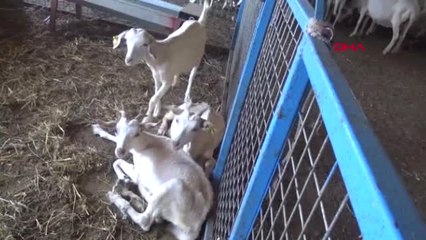 Aydın Gurbetçi Çift, Memleketine Dönüp Çiftlik Kurdu ve Koyun Yetiştirmeye Başladı