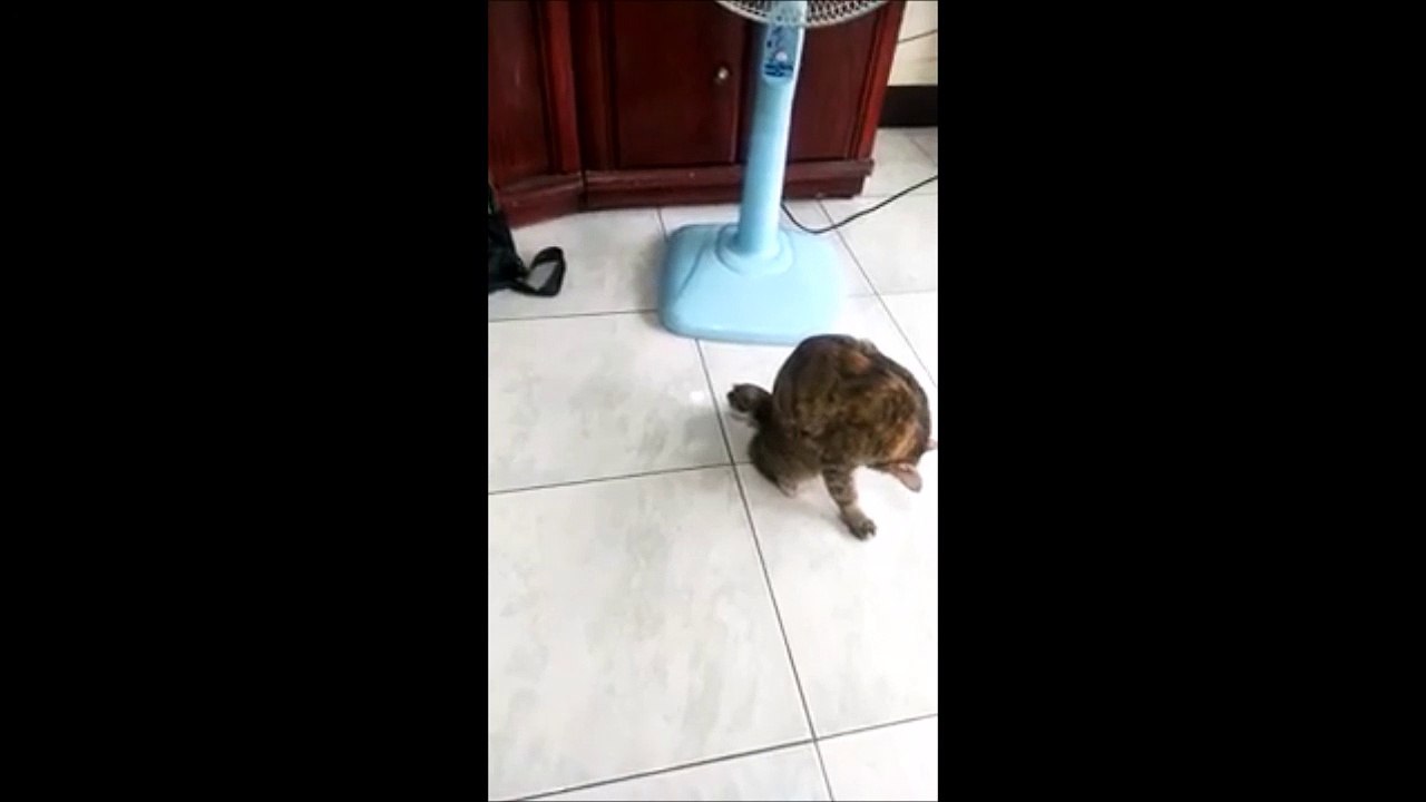 Un chat percuté par une voiture