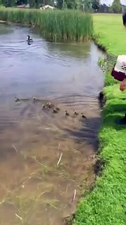 Une cane adopte 10 bébés canards orphelins... Adorable