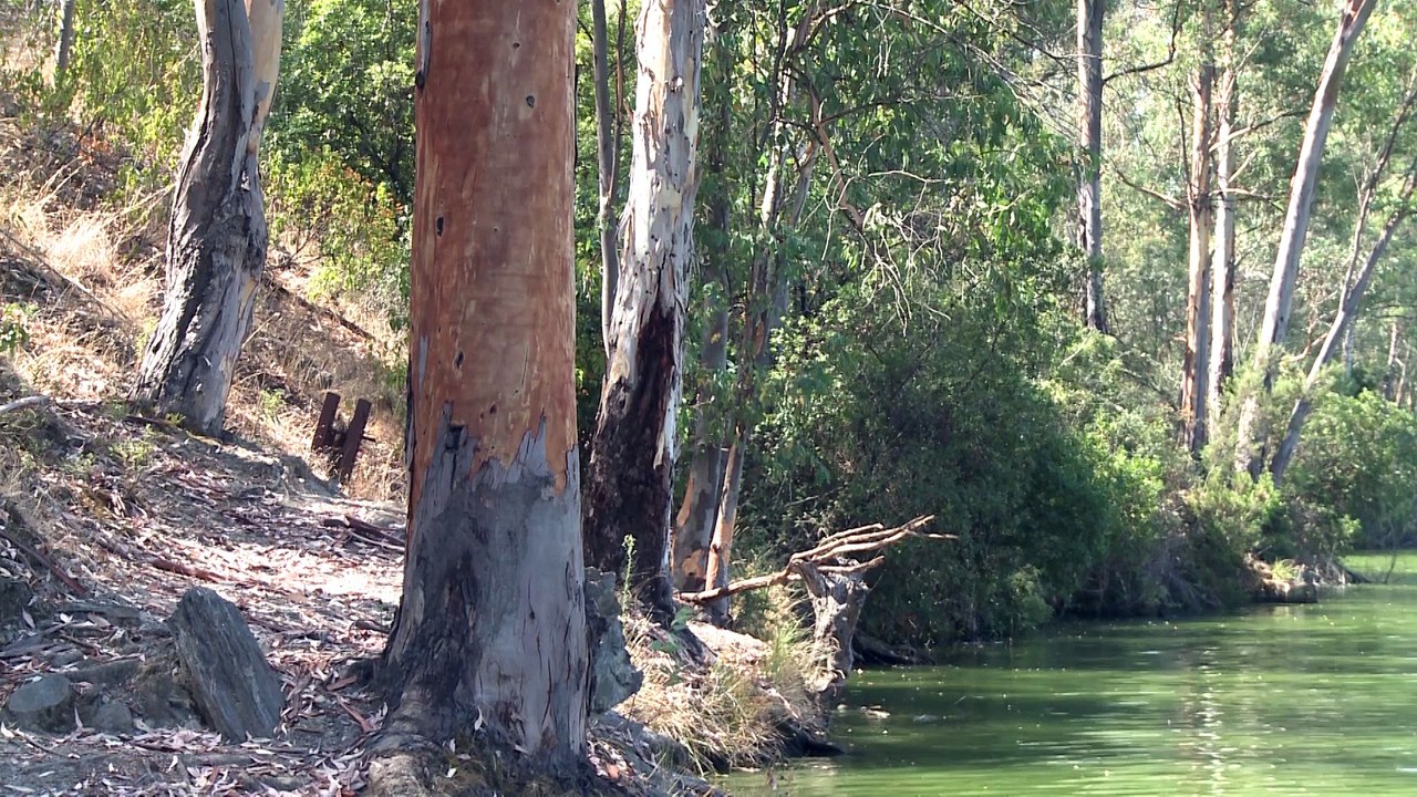 Genes que "saltan" entre especies de animales y plantas