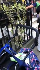 Sharif Family Throwing eggs on Protestors outside the Avenfield Apartments