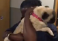 Pug Taken During Burglary Is Reunited With Owner in Emotional Video