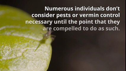 Pest Control Dubai - Citizen Group