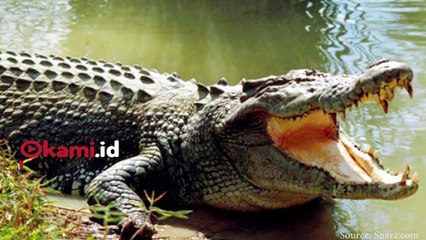 Demi Selamatkan Nyawa Anaknya, Ibu Ini Bertarung Melawan Buaya