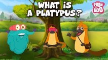 What Is A Platypus? - The Dr. Binocs Show | Best Learning Videos For Kids | Peekaboo Kidz
