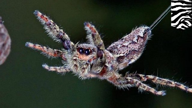 Ballooning spiders use electric fields to fly