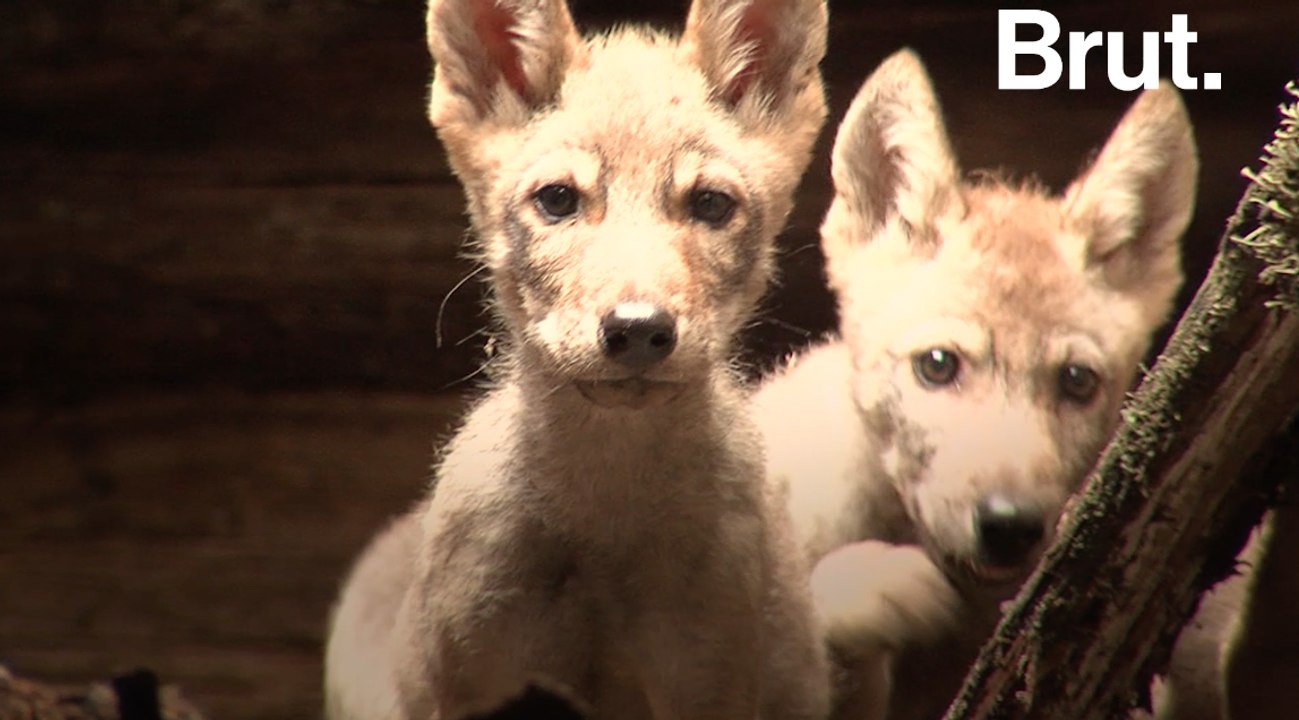 Dans l'après Tchernobyl, la nature reprend ses droits