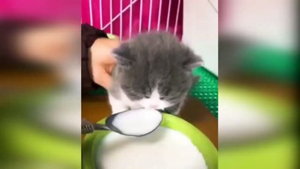 Приколы 2018 – Смешная озвучка котов – Кошки, угар и Domi Show