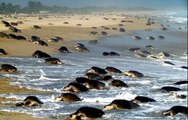 Des milliers de tortues envahissent les plages du Mexique