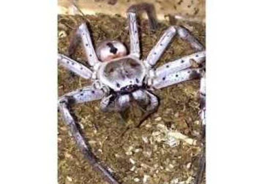Stealthy Huntsman Spider Catches Dinner