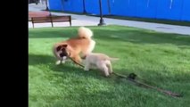 Best Of Cute Golden Retriever Puppies Compilation #41 - Funny Dogs 2018_13-06-2018_2
