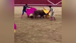 Un matador scalpé par un taureau