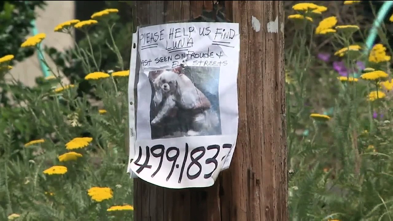 Missing Dog Survives Two Weeks in the Wilderness