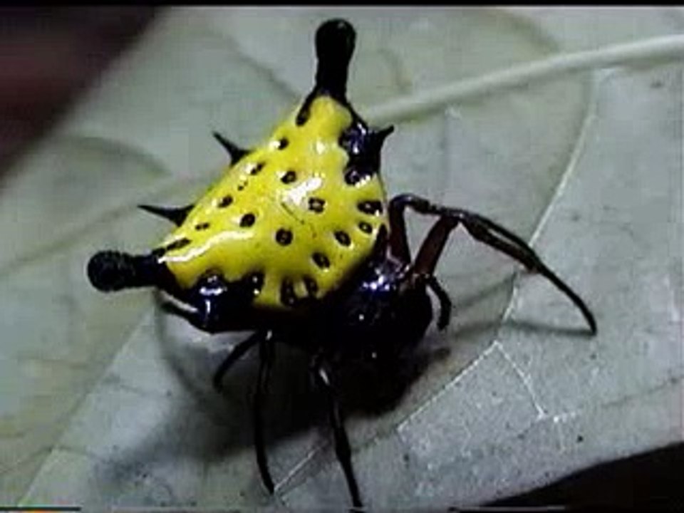 Yellow micrathena spider of Sulawesi