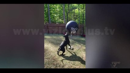 Next - Crazy - 9 Korrik 2018 - Show - Vizion Plus