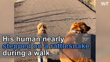 Hero Dog Bitten By Rattlesnake To Save Owner!