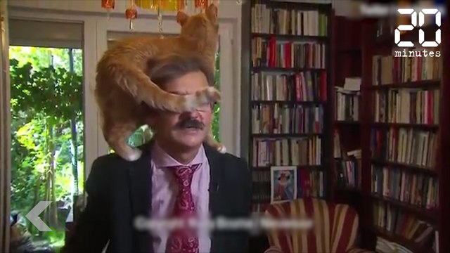 Ce chat voulait absolument passer à la télé - Le Rewind du Jeudi 05 Juillet 2018