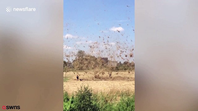Hot air whips up mass of hay, blowing it around like tornado