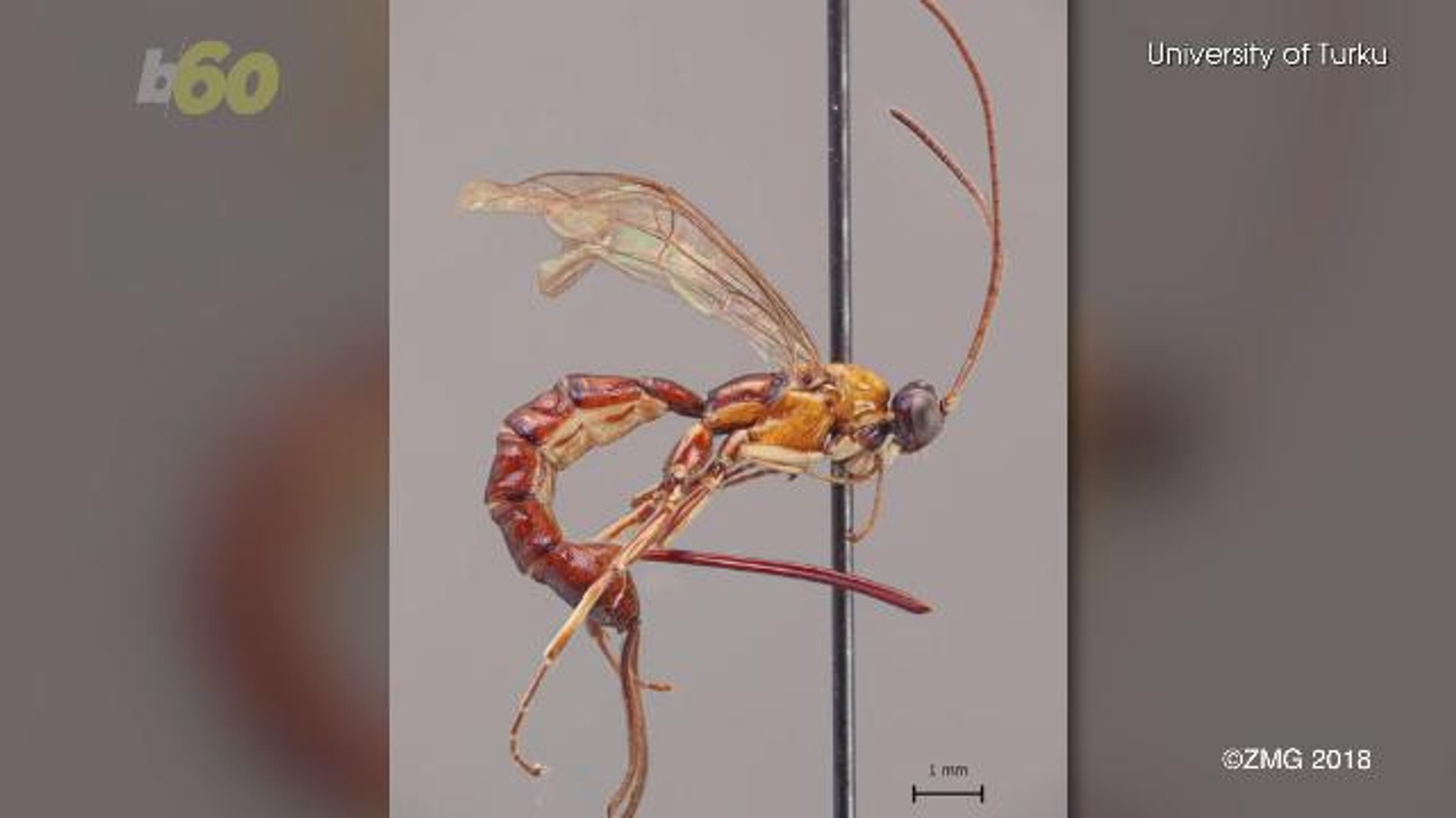 ⁣New Species of Wasp Discovered With a Monster Stinger